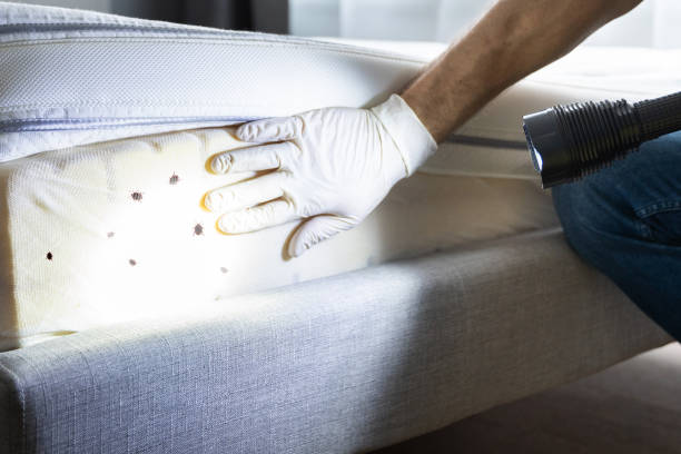 Best Bed Bug Extermination  in Lockwood, MO