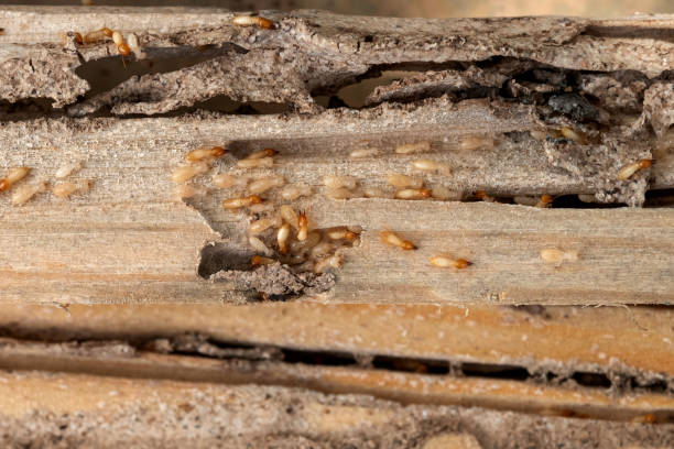 Best Pest Control for Restaurants  in Lockwood, MO